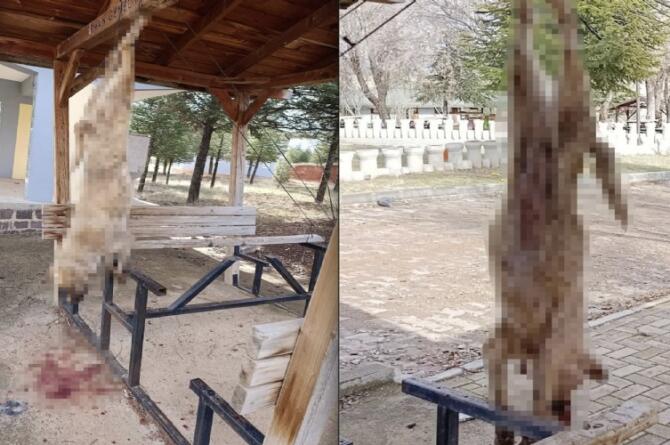 Afyon’da insanlık dışı olay: Köpeğe görülmemiş işkence!