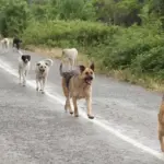 3 belediye başkanına ‘sokak hayvanları’ için soruşturma ve ‘ön inceleme’ izni