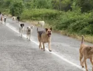 3 belediye başkanına ‘sokak hayvanları’ için soruşturma ve ‘ön inceleme’ izni