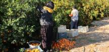Narenciye üreticisi maliyetten, tüketici fiyattan dertli