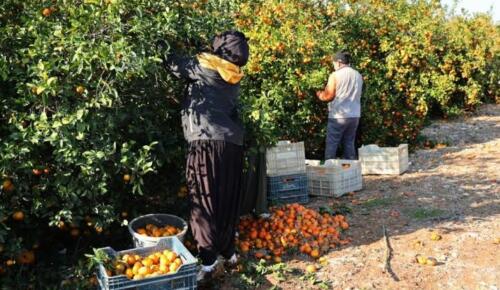 Narenciye üreticisi maliyetten, tüketici fiyattan dertli