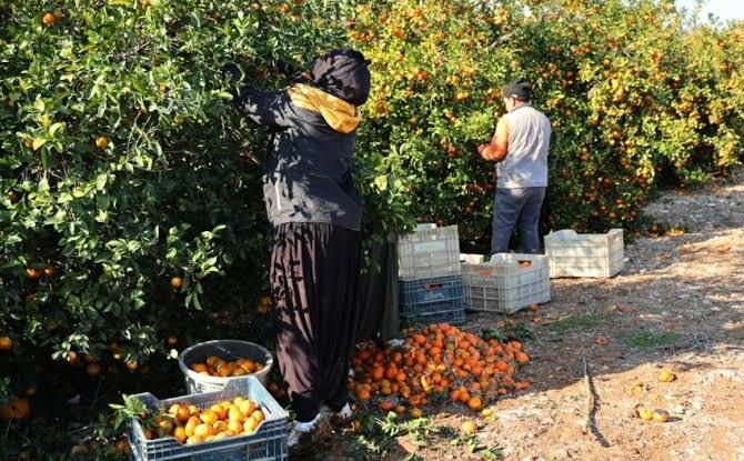 Narenciye üreticisi maliyetten, tüketici fiyattan dertli